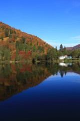 Fototapeta premium sonbaharın sarı renkleri