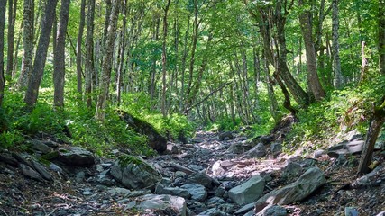 Stone bed of the river in forest, Summer in Sochi