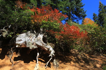 sonbaharın sarı renkleri
