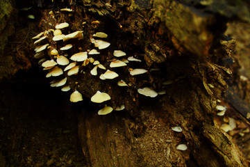 Cluster of Small White Bracket Mushrooms on Fallen Decaying Dead Brown Tree Log in Nature Tree Forest