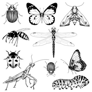 big set of vector insects graphic on a white background isolated hand drawn