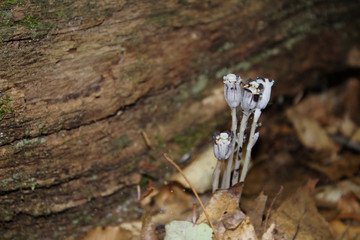 Upright Unique Unusual Indian Pipe Black and White Parasitic Flowers Near Brown Log in Nature on Forest Floor