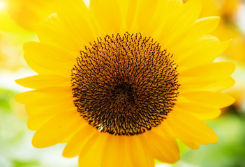 Obraz premium In selective focus of sunflower pollen,show texture and color of pollen,blurry light design background