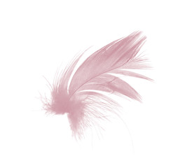 Beautiful violet - mauve mistkeys colors tone feather isolated on white background 