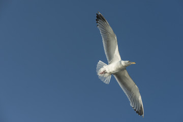 Low angle view of a seagull flying in the sky, Lake of The Woods, Ontario, Canada