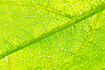 Obraz premium Macro texture of green leaf