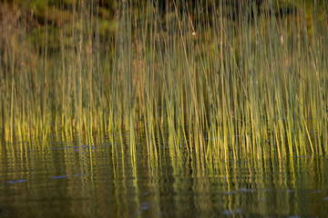 Reeds in a lake, Lake of The Woods, Ontario, Canada