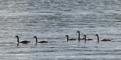 Geese in a lake, Lake of The Woods, Ontario, Canada