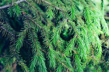 Christmas tree branch