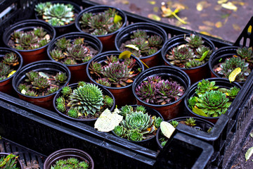 Succulents. Potted plants - sale in the market.