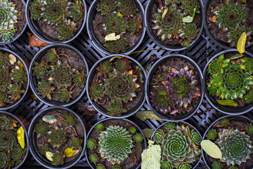 Succulents. Potted plants - sale in the market.