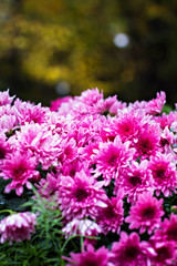 Obraz premium Flowers, flowers chrysanthemum, Chrysanthemum wallpaper, chrysanthemums in autumn. Beautiful chrysanthemum as background picture.