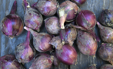 natural food, red, pink  dirty onion, from the garden, on a wooden table