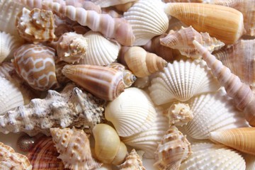 Viele verschiedene Muscheln