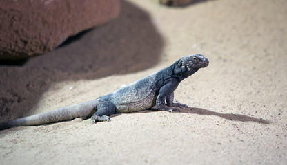 lizard on sand