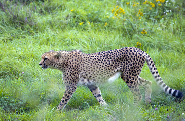 Cheetah in green grass