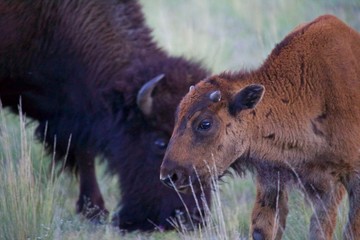 Newly Born Bison Calf with Mother in Background