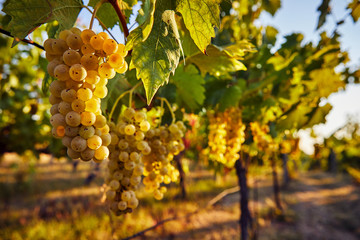 Yellow grapes on the vineyard on a sunny day