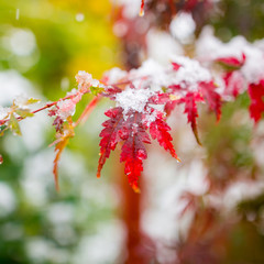 red maple leaf on a snow day In Japan.
