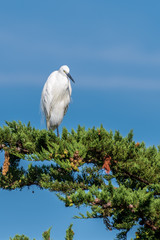 egret resting on a pine tree