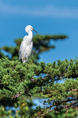 egret resting on a pine tree