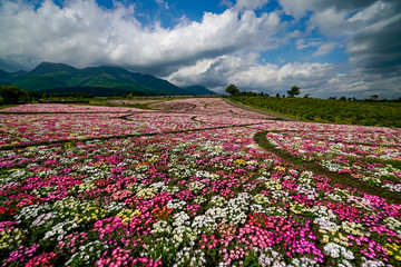 くじゅう花公園　デージー