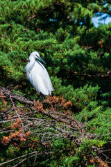 egret resting on a pine tree