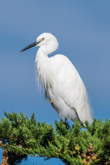 egret resting on a pine tree