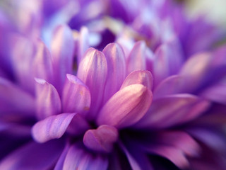 Close up photo of a violet chrysanthemum