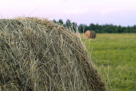 Large Round Bale Of Hay Close Up On A Beveled Meadow