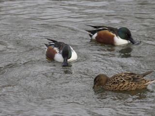 Anas clypeata. Le canard souchet, un canard au bec massif en forme de spatule.