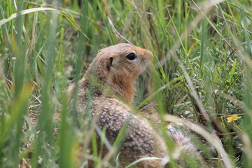 Russian Federation. The Republic Of Khakassia. Steppe gopher.