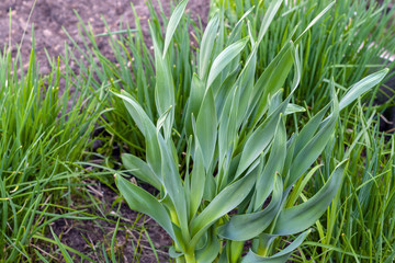 Leaves of onion and garlic in the garden, close-up.
