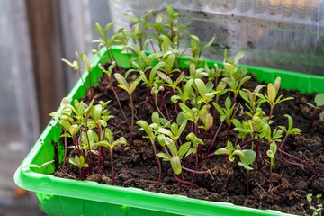 Seedlings of young plants in a box.