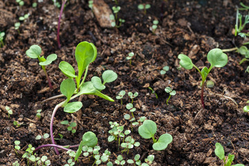 Early shoots of radish in the box.
