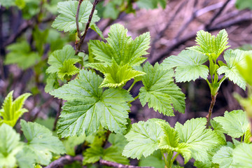 Young currant leaves in spring.