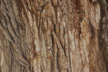 background texture the bark of the poplar