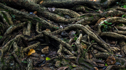 Old tree roots in deep forest.