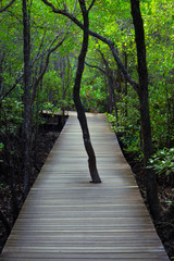 wooden bridge walkway in forest