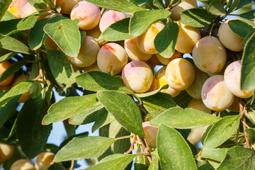 Mirabelle (Prunus domestica subsp. syriaca) 
