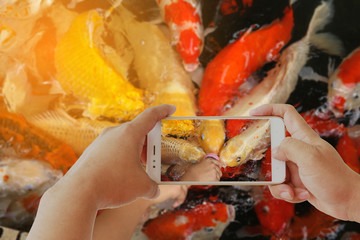 Photographing with smartphone in hand. Travel concept. Feed fish Koi. 