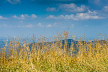 Primo piano con erba gialla e paesaggio montano sullo sfondo 2
