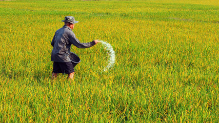 Farmer giving chemical fertilizer for rice field in warm sunlight
