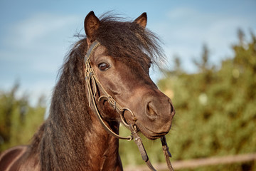 Obraz premium Beautiful brown pony, close-up of muzzle, cute look, mane, background of running field, corral, trees