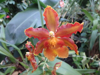 wundervolle Orchidee, Blume, Bl&uuml;te