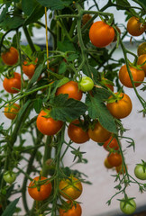 Huge bunches of yellow cherry tomatoes in a greenhouse on a farm
