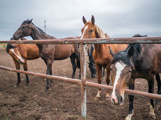 Beautiful horses in pen on farm eat hay, cute domestic animal in livestock in rural countryside