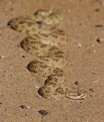A rattle snake absorbing the morning heat from the sun in the sand