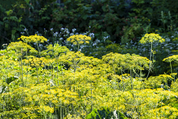 Bright dill inflorescences on a dark background