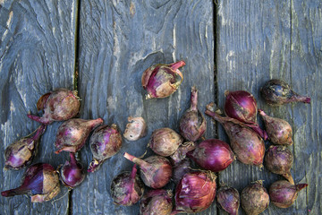 natural food, red, pink  dirty onion, from the garden, on a wooden table
